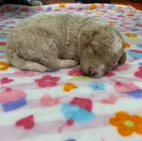 miniature Bordoodle, a female Bordoodle for sale in La Center, KY – 4 of 5