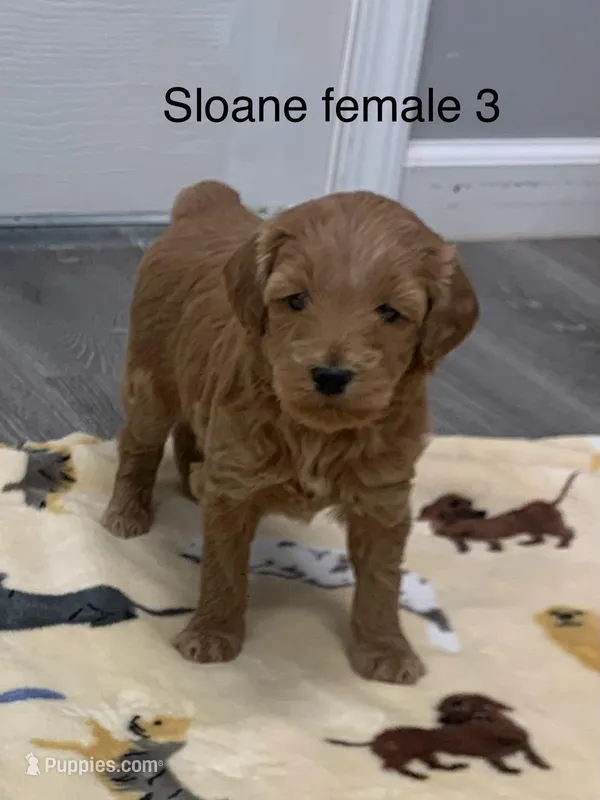 Sloane female 3