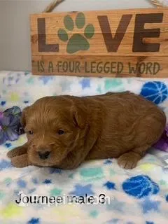 male 3 Journee – Miniature Goldendoodle puppy for sale in La Center, KY