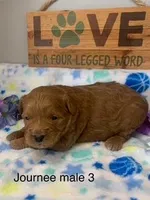 male 3 Journee, a male Miniature Goldendoodle for sale in La Center, KY – 1 of 1
