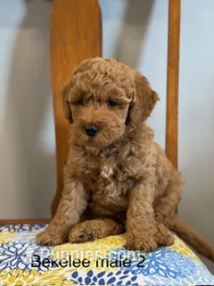 Bekelee male 2 – Miniature Goldendoodle puppy for sale in La Center, KY