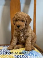Bekelee male 2, a male Miniature Goldendoodle for sale in La Center, KY – 1 of 3