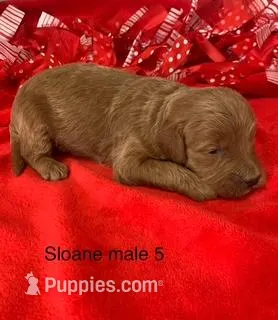 Sloane male 5