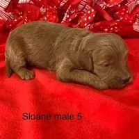 Sloane male 5, a male Miniature Goldendoodle for sale in La Center, KY – Photo 3 of 3