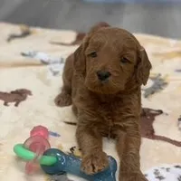 Sloane male 5, a male Miniature Goldendoodle for sale in La Center, KY – Photo 2 of 3
