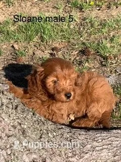 Sloane male 5 – Miniature Goldendoodle puppy for sale in La Center, KY