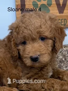 Sloane male 4 – Miniature Goldendoodle puppy for sale in La Center, KY