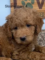 Sloane male 4, a male Miniature Goldendoodle for sale in La Center, KY – 1 of 3