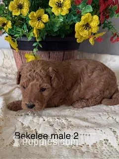 Bekelee male 2 – Miniature Goldendoodle puppy for sale in La Center, KY