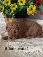 Bekelee male 2, a male Miniature Goldendoodle for sale in La Center, KY – 2 of 3