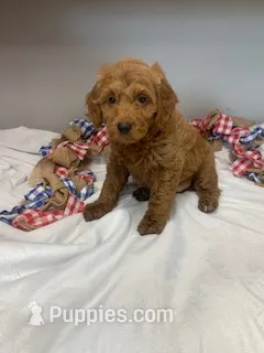 male 5 Journee – Miniature Goldendoodle puppy for sale in La Center, KY