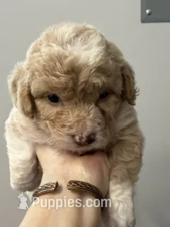 miniature Bordoodle – Bordoodle puppy for sale in La Center, KY