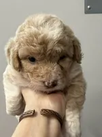 miniature Bordoodle, a female Bordoodle for sale in La Center, KY – 2 of 5