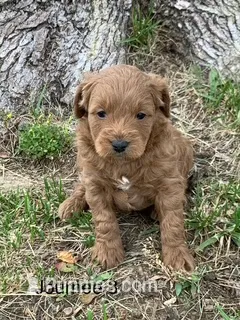 male 3 Journee – Miniature Goldendoodle puppy for sale in La Center, KY