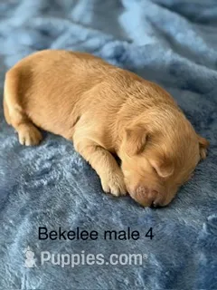 Bekelee male 4 – Miniature Goldendoodle puppy for sale in La Center, KY