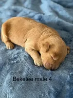Bekelee male 4, a male Miniature Goldendoodle for sale in La Center, KY – 1 of 1