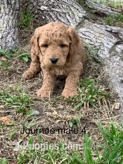 male 4 Journee – Miniature Goldendoodle puppy for sale in La Center, KY