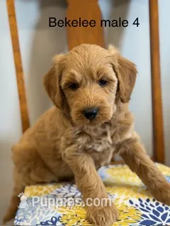 Bekelee male 4 – Miniature Goldendoodle puppy for sale in La Center, KY