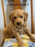 Bekelee male 4, a male Miniature Goldendoodle for sale in La Center, KY – 1 of 3