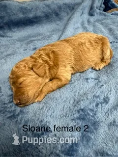 Sloane female 2 – Miniature Goldendoodle puppy for sale in La Center, KY