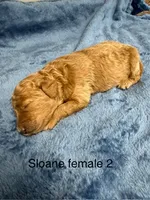 Sloane female 2, a female Miniature Goldendoodle for sale in La Center, KY – 1 of 1