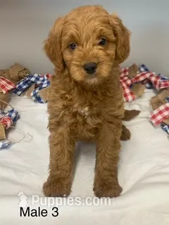 male 3 Journee – Miniature Goldendoodle puppy for sale in La Center, KY