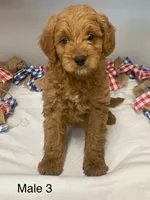 male 3 Journee, a male Miniature Goldendoodle for sale in La Center, KY – 1 of 3