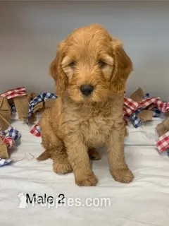 male 2 Journee – Miniature Goldendoodle puppy for sale in La Center, KY