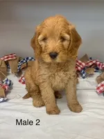 male 2 Journee, a male Miniature Goldendoodle for sale in La Center, KY – 1 of 3