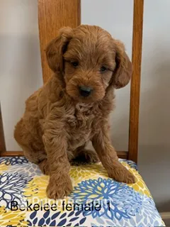 Bekelee female 1 – Miniature Goldendoodle puppy for sale in La Center, KY