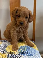 Bekelee female 1, a female Miniature Goldendoodle for sale in La Center, KY – 1 of 3