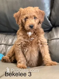 Bekelee male 3 – Miniature Goldendoodle puppy for sale in La Center, KY