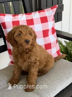 male 5 Journee – Miniature Goldendoodle puppy for sale in La Center, KY