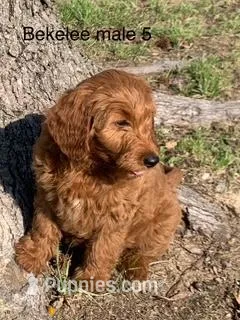Bekelee male 5 – Miniature Goldendoodle puppy for sale in La Center, KY