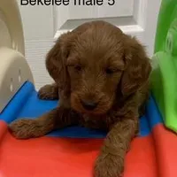 Bekelee male 5, a male Miniature Goldendoodle for sale in La Center, KY – Photo 1 of 2