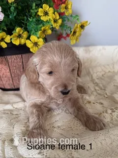 Sloane female 1 – Miniature Goldendoodle puppy for sale in La Center, KY