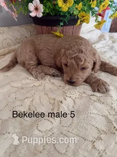 Bekelee male 5 – Miniature Goldendoodle puppy for sale in La Center, KY