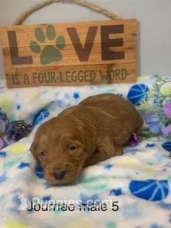 male 5 Journee – Miniature Goldendoodle puppy for sale in La Center, KY