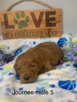male 5 Journee, a male Miniature Goldendoodle for sale in La Center, KY – 1 of 1