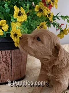 Sloane fe 3 – Miniature Goldendoodle puppy for sale in La Center, KY