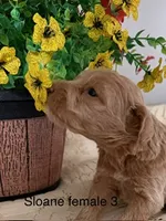 Sloane fe 3, a female Miniature Goldendoodle for sale in La Center, KY – 1 of 2