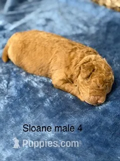Sloane male 4 – Miniature Goldendoodle puppy for sale in La Center, KY