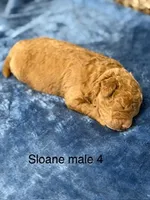 Sloane male 4, a male Miniature Goldendoodle for sale in La Center, KY – 1 of 1