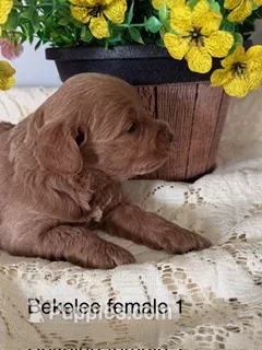 Bekelee female 1 – Miniature Goldendoodle puppy for sale in La Center, KY