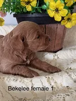Bekelee female 1, a female Miniature Goldendoodle for sale in La Center, KY – 2 of 3