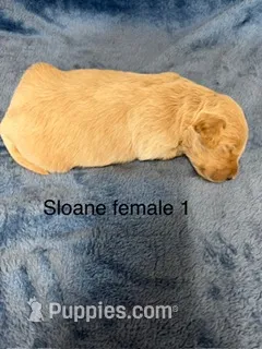 Sloane female 1 – Miniature Goldendoodle puppy for sale in La Center, KY