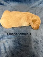 Sloane female 1, a female Miniature Goldendoodle for sale in La Center, KY – 1 of 1