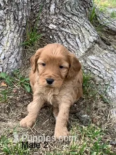 male 2 Journee – Miniature Goldendoodle puppy for sale in La Center, KY