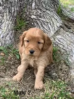 male 2 Journee, a male Miniature Goldendoodle for sale in La Center, KY – 2 of 3