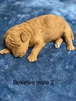Bekelee male 2, a male Miniature Goldendoodle for sale in La Center, KY – 1 of 1